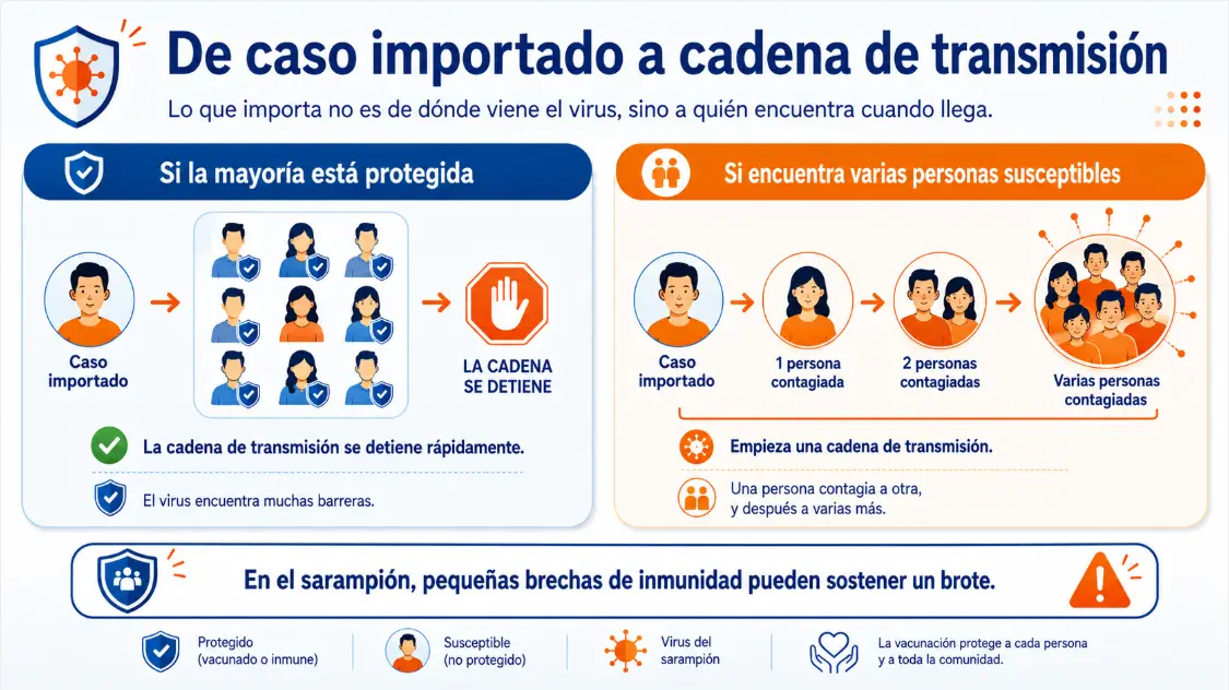 nfografía sobre cómo un caso importado de sarampión puede detenerse si la mayoría está protegida o convertirse en una cadena de transmisión si encuentra varias personas susceptibles